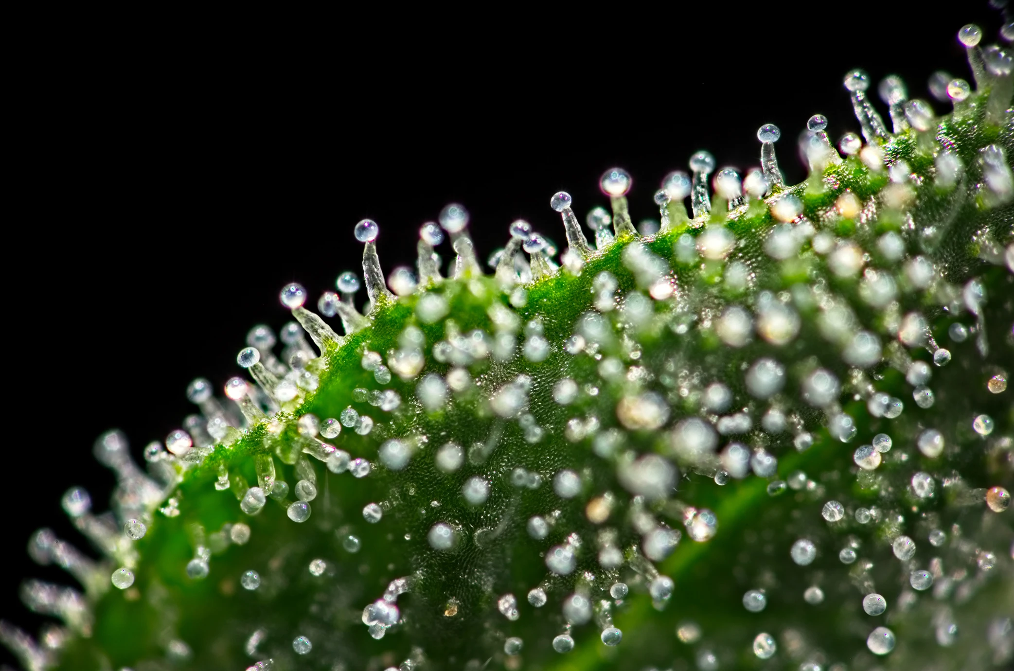 Close-up of cannabis trichomes