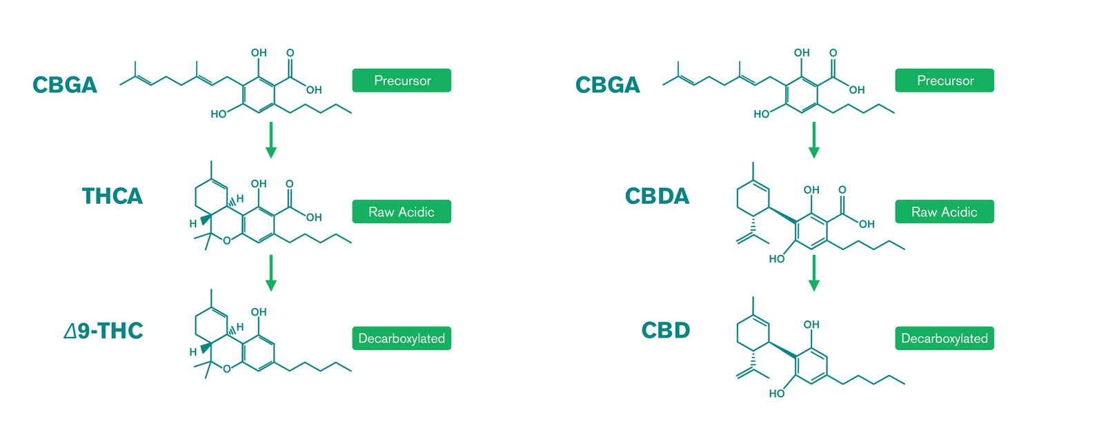 Cannabinoids 101 diagram