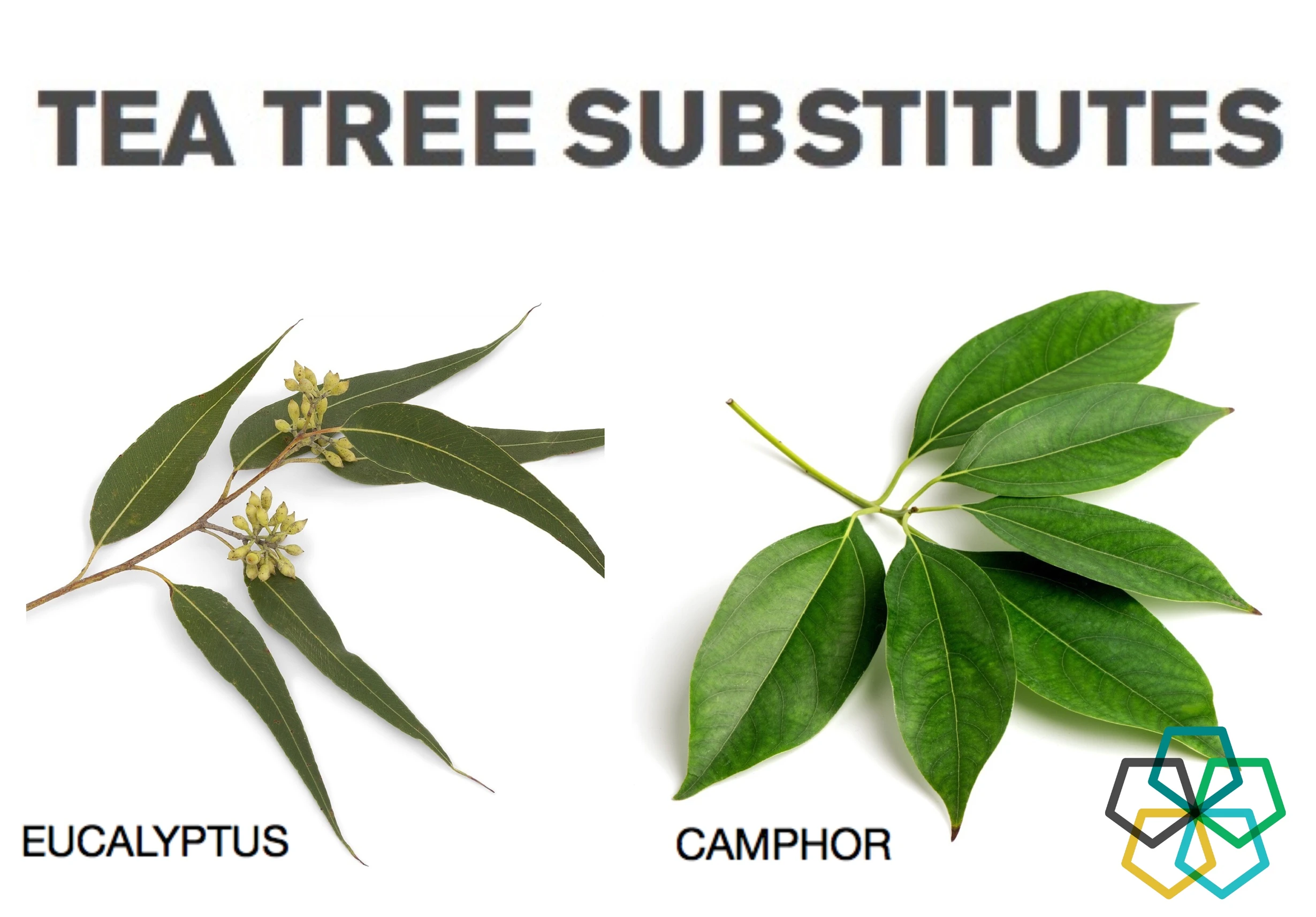 Tea Tree Adulteration
