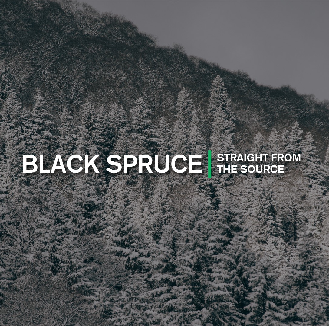 Straight from the Source: Black Spruce