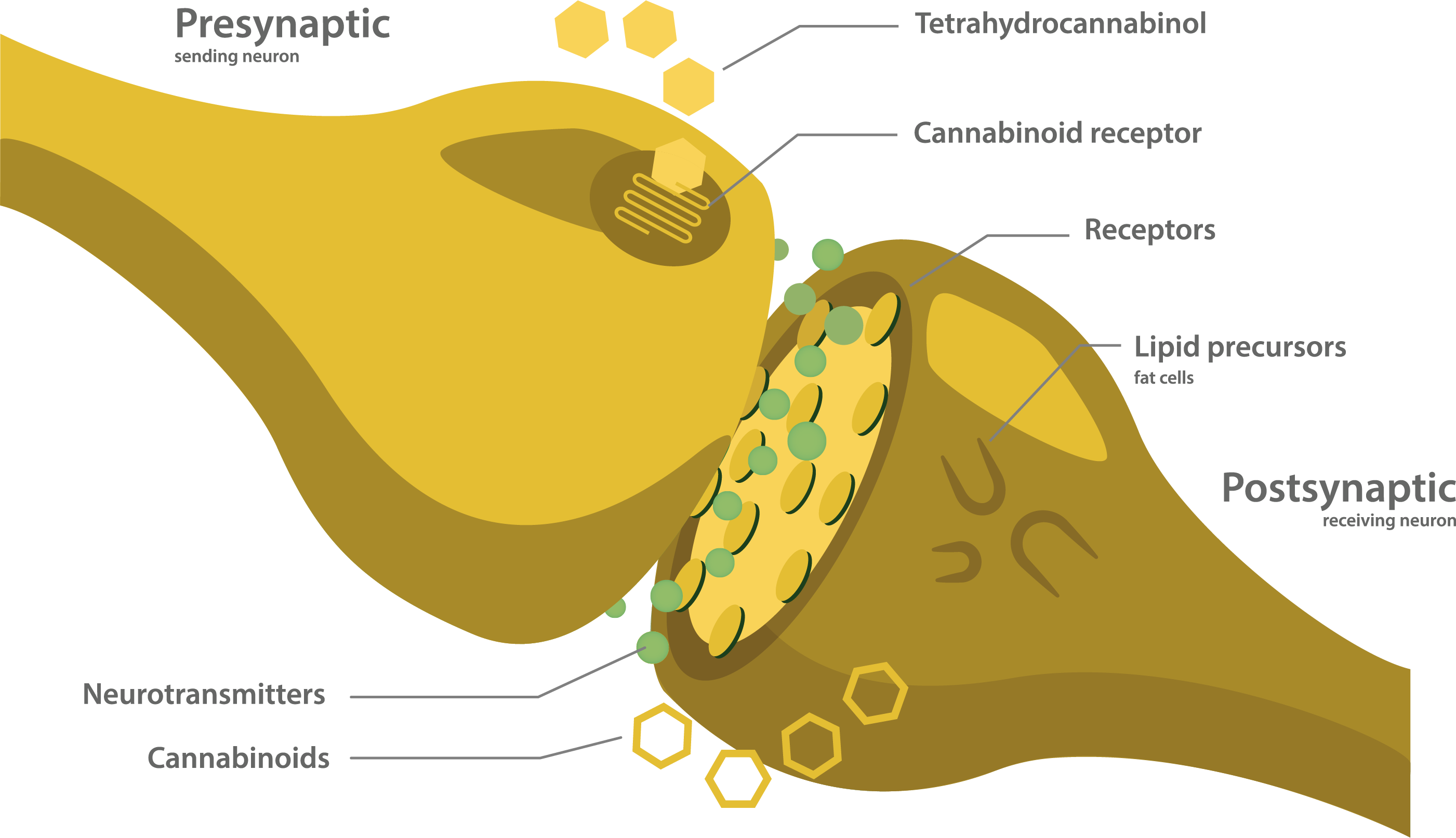 Cannabinoid Label Diagram