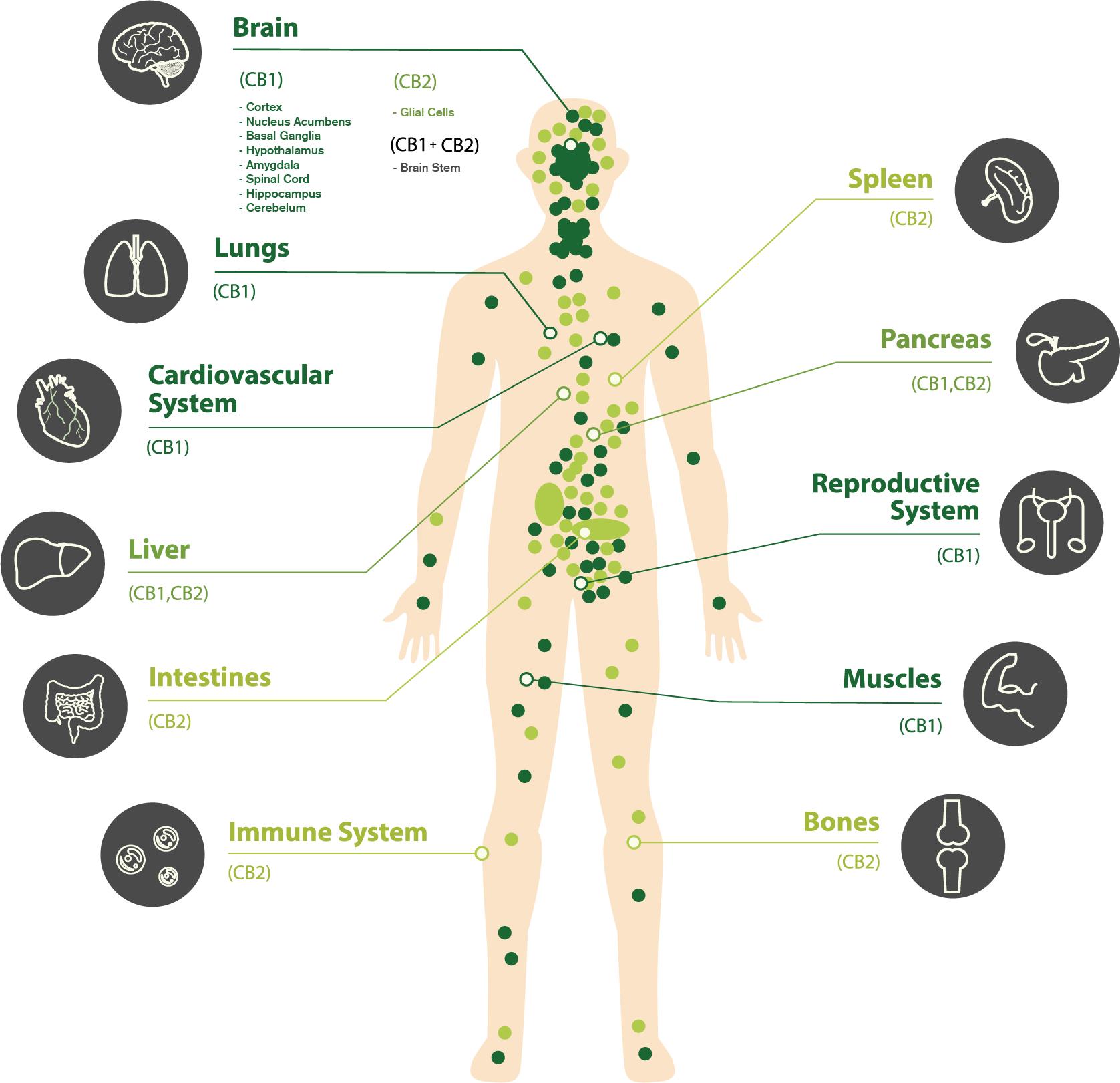Cannabinoid Body Map