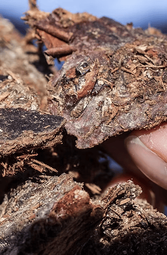 BLACK SPRUCE - Close-up detail