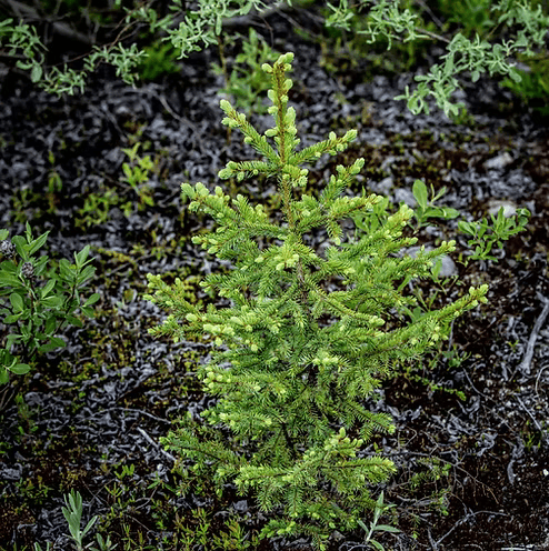 BLACK SPRUCE - Harvesting process