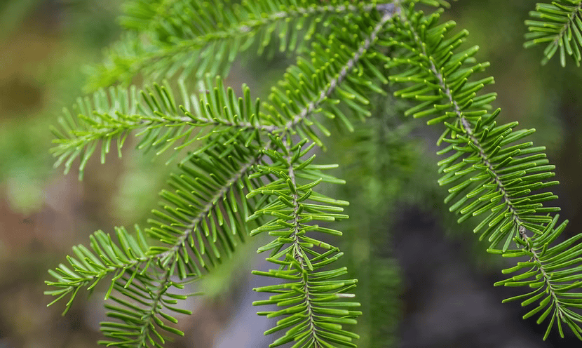 BLACK SPRUCE - Plant in natural habitat