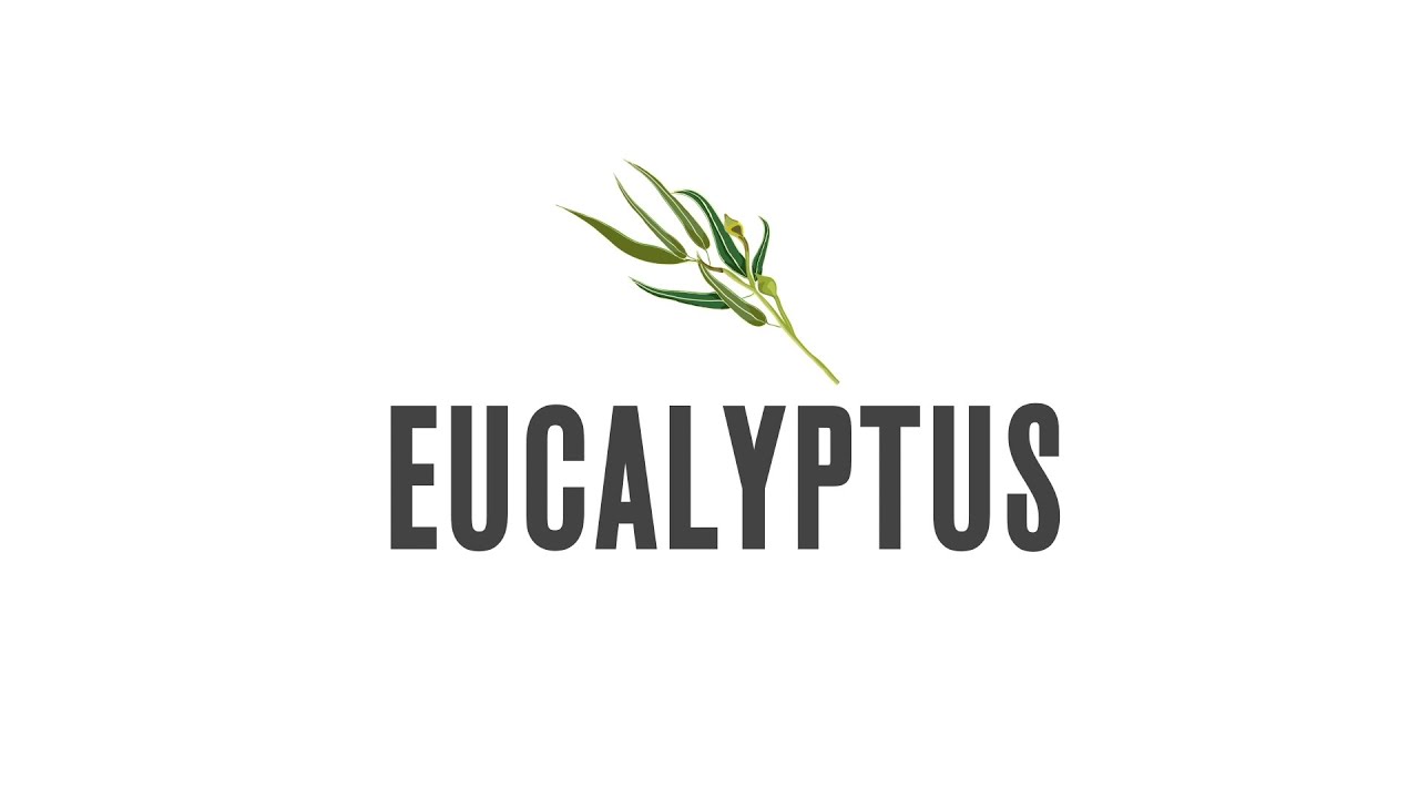 Eucalyptus Production